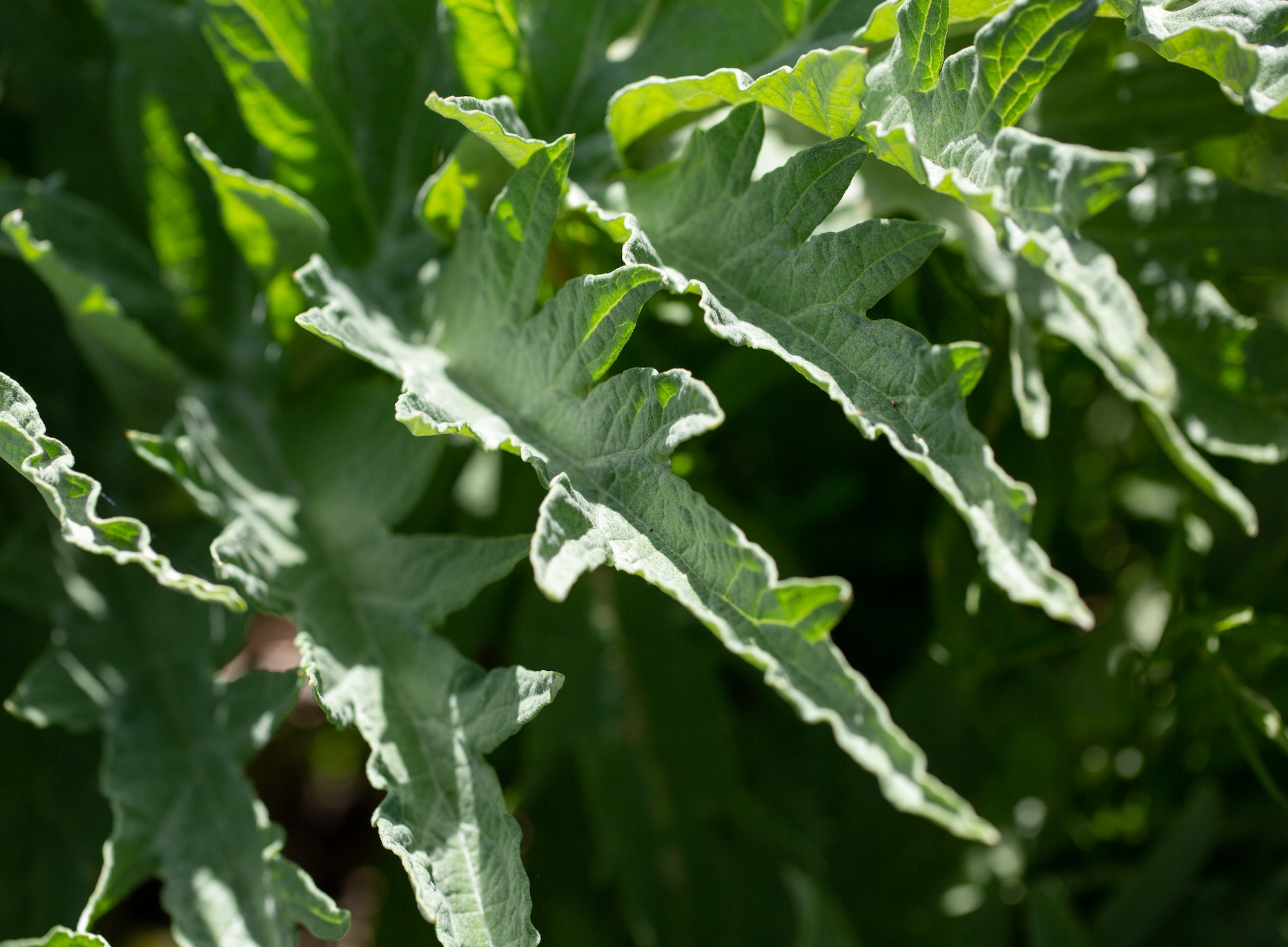 Taproot Medicine Trust Your Gut Bitters