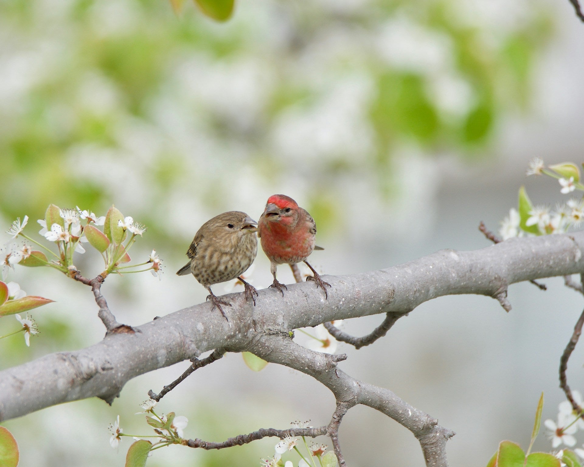 Summer Birding in Napa