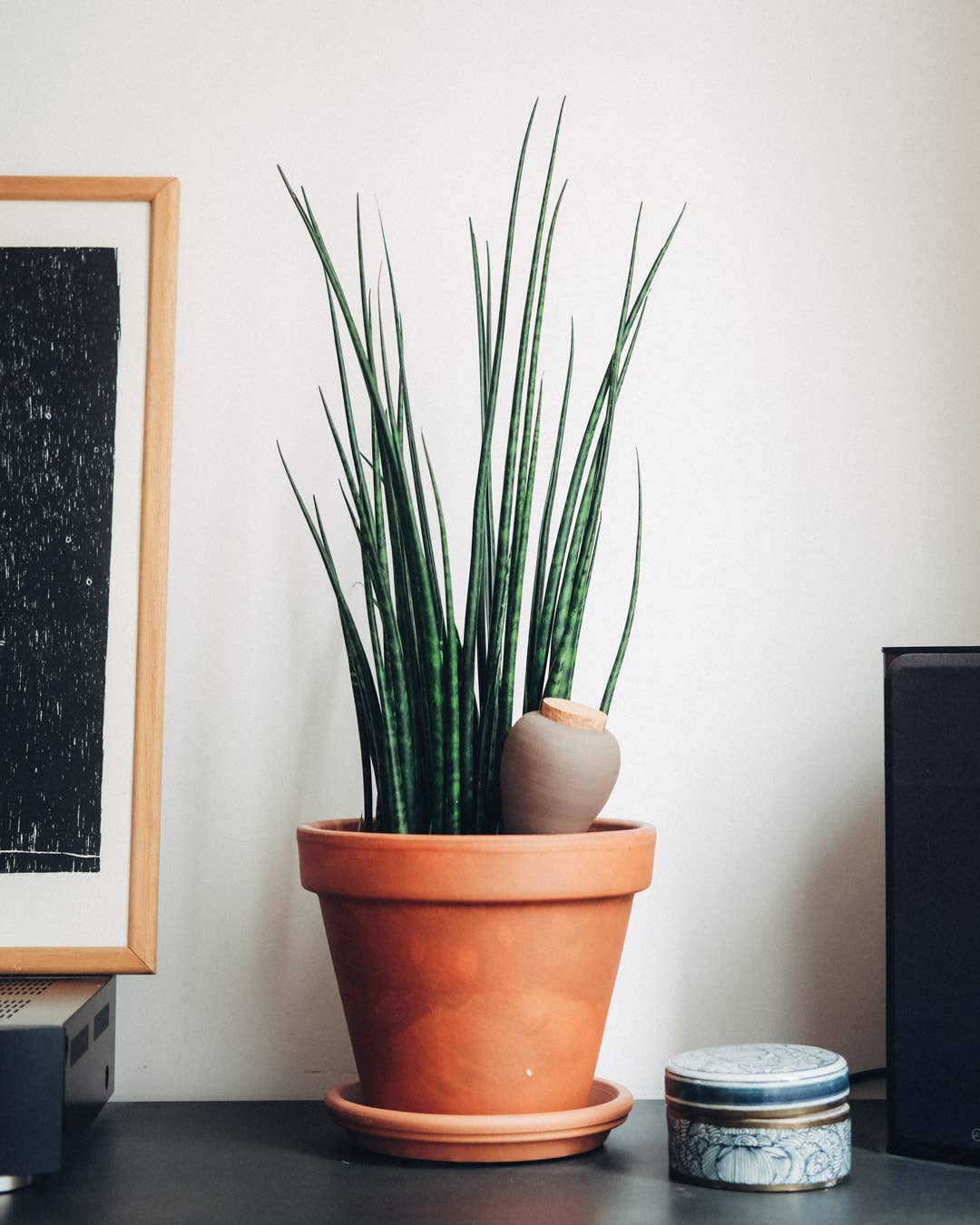 Hydrating Olla Plant Waterer