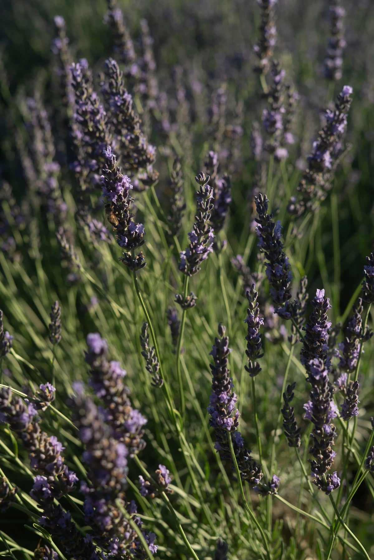 Flamingo Estate Lavender Water